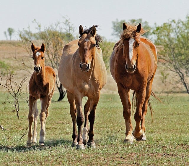 Foal Image