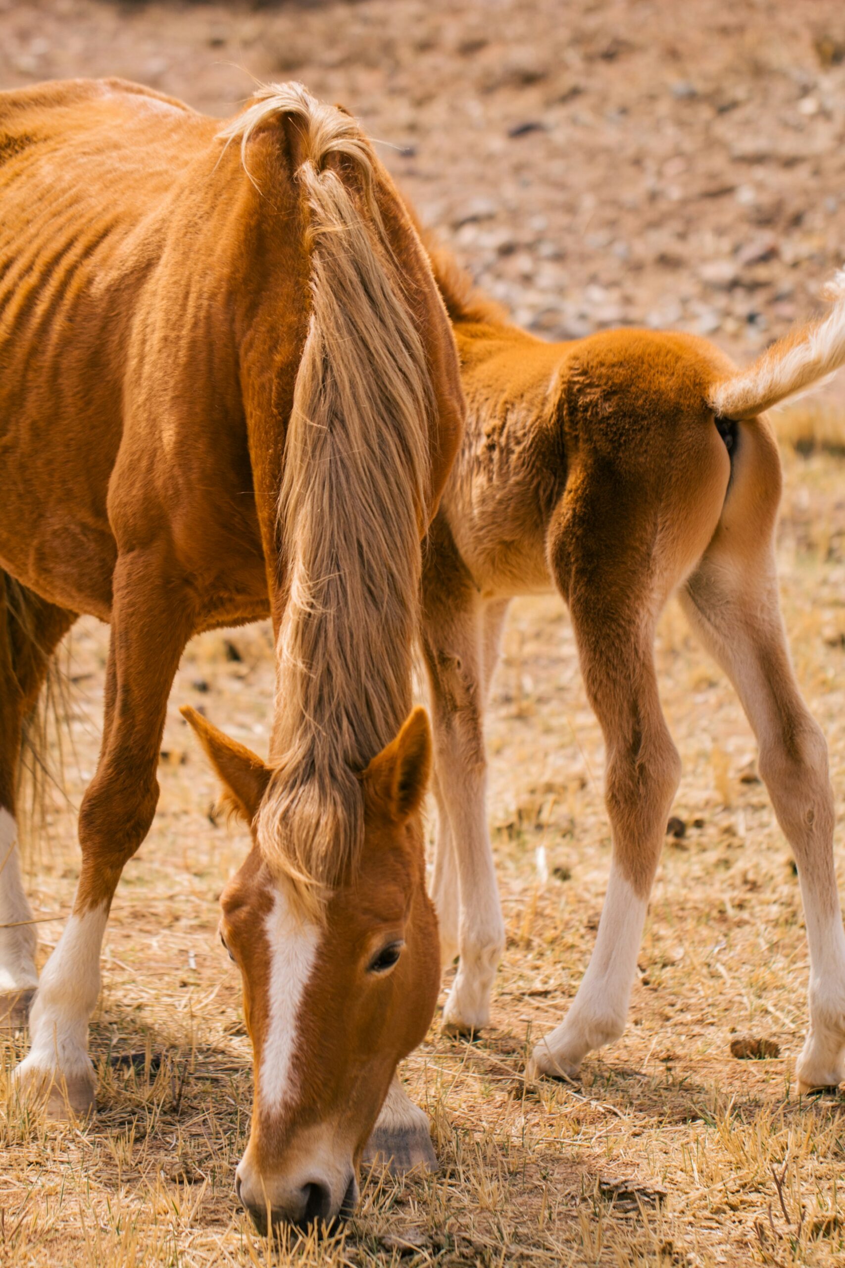 Foals grazing - How to Bet Maiden Races