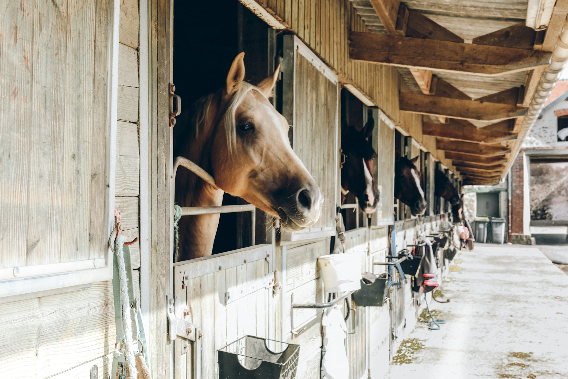 Saratoga Barn Quarantine